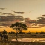 Sunset with elephants on an African plain