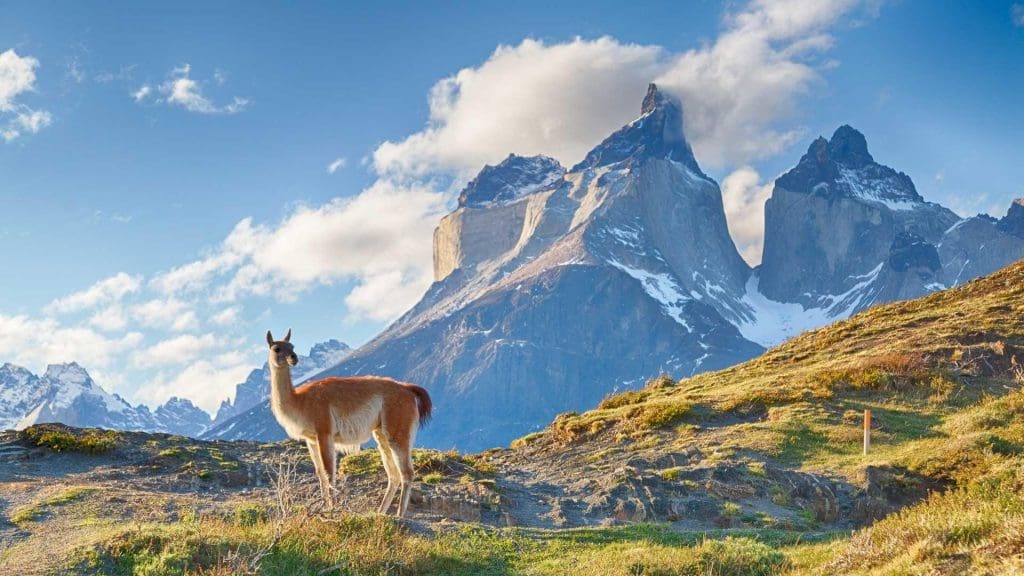 llama with mountain in background