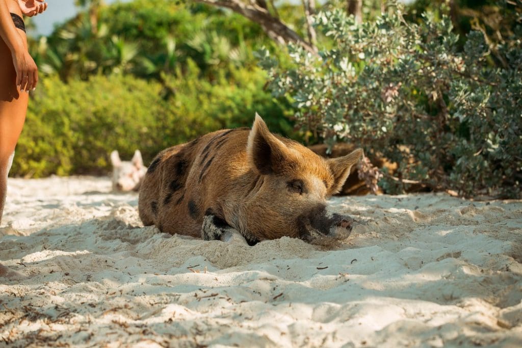 Pig laying on the Big Major Cay Islands, Bahamas