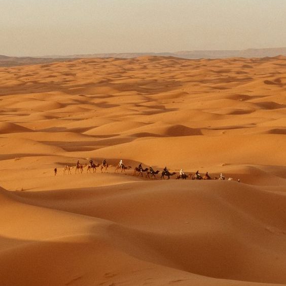 Camels in the Moroccan Sahara desert.