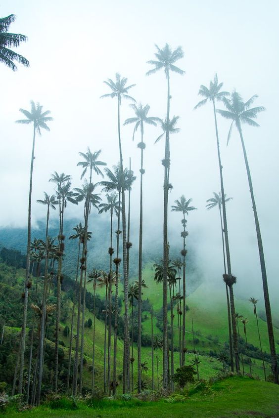 Wax palms in the Cocora Valley, Colombia.