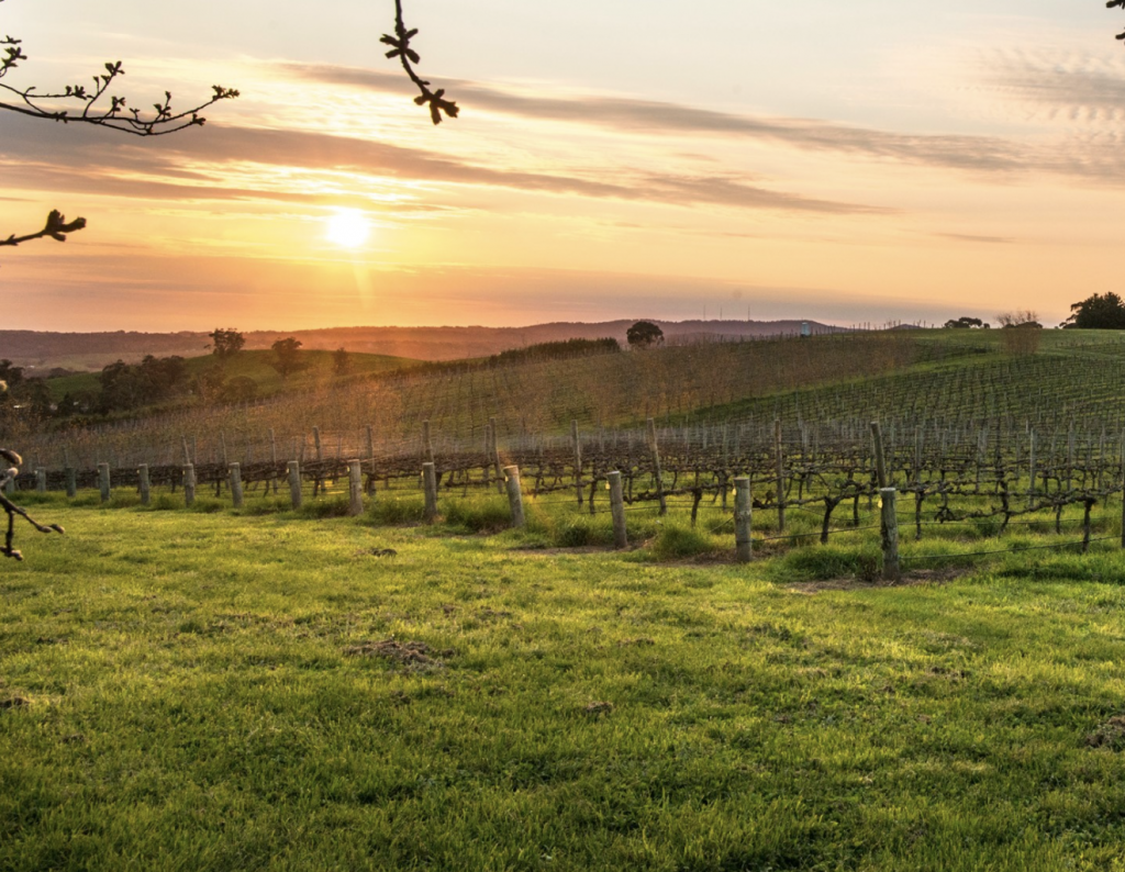 The Valley vineyards with sunset at Adelaide Hills