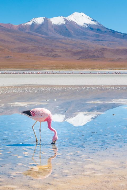 A flamingo in Bolivia.
