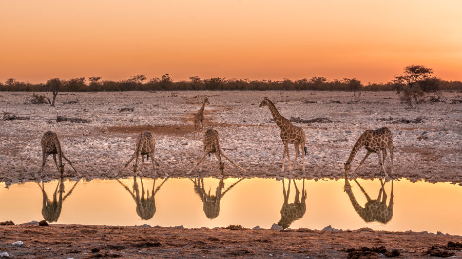 Giraffes at a waterhole in Etosha National Park, Namibia. Southern Africa.
