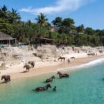 horses on the beach at Nihi Sumba in Indonesia