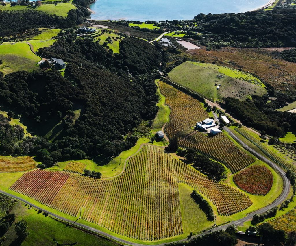 The vineyard at Destiny Bay New Zealand