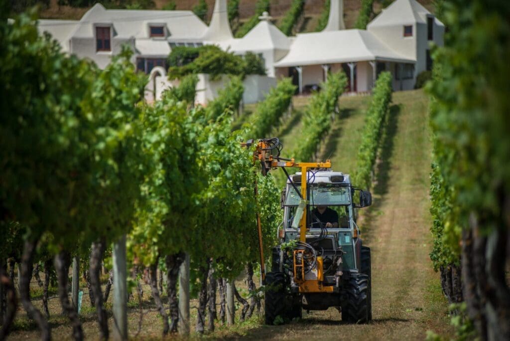 The vineyards at Te Mata Estate, Hawke's Bay New Zealand