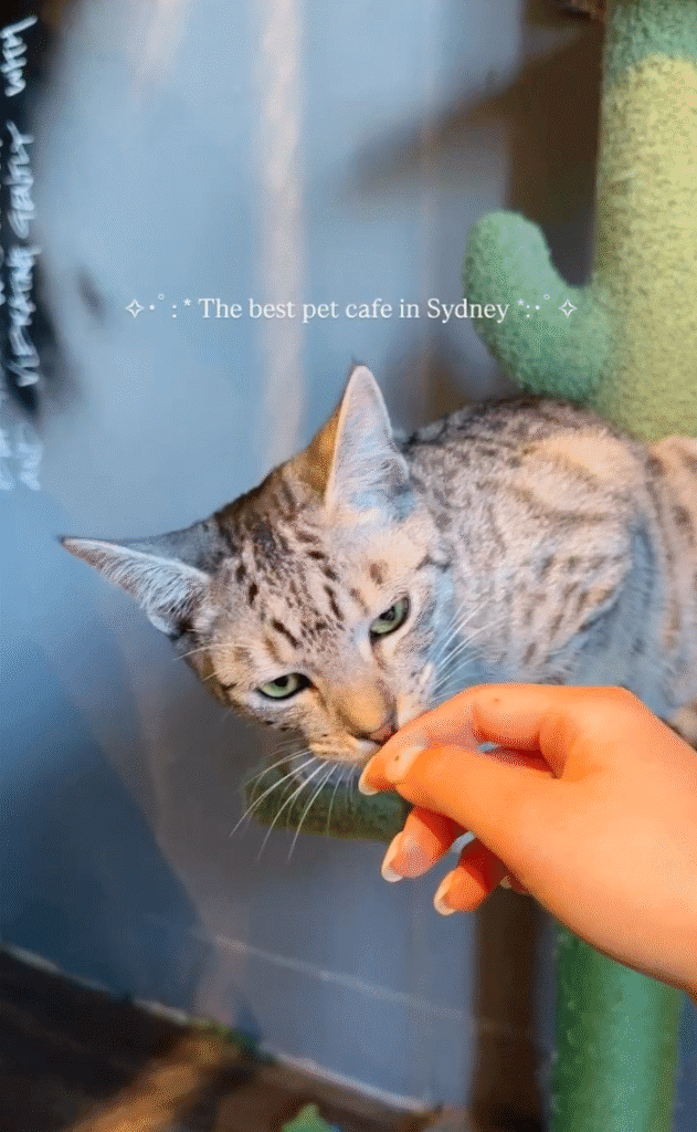 Cafés Associé aux animaux de compagnie à Sydney