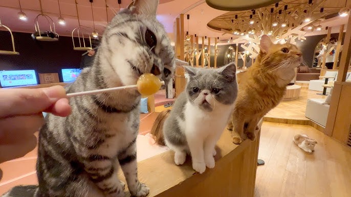 Cafés Associé aux animaux de compagnie à Sydney