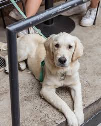 Cafés Associé aux animaux de compagnie à Sydney