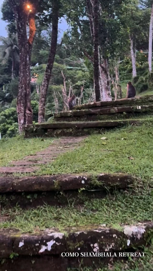 COMO SHAMBHALA ESTATE UBUD The report continually named as one of the world’s best for real wellness. And the resort that makes being healthy luxurious, fun and sexy! #luxuryhotelsoftheworld #luxuryretreatbali #baliwellness